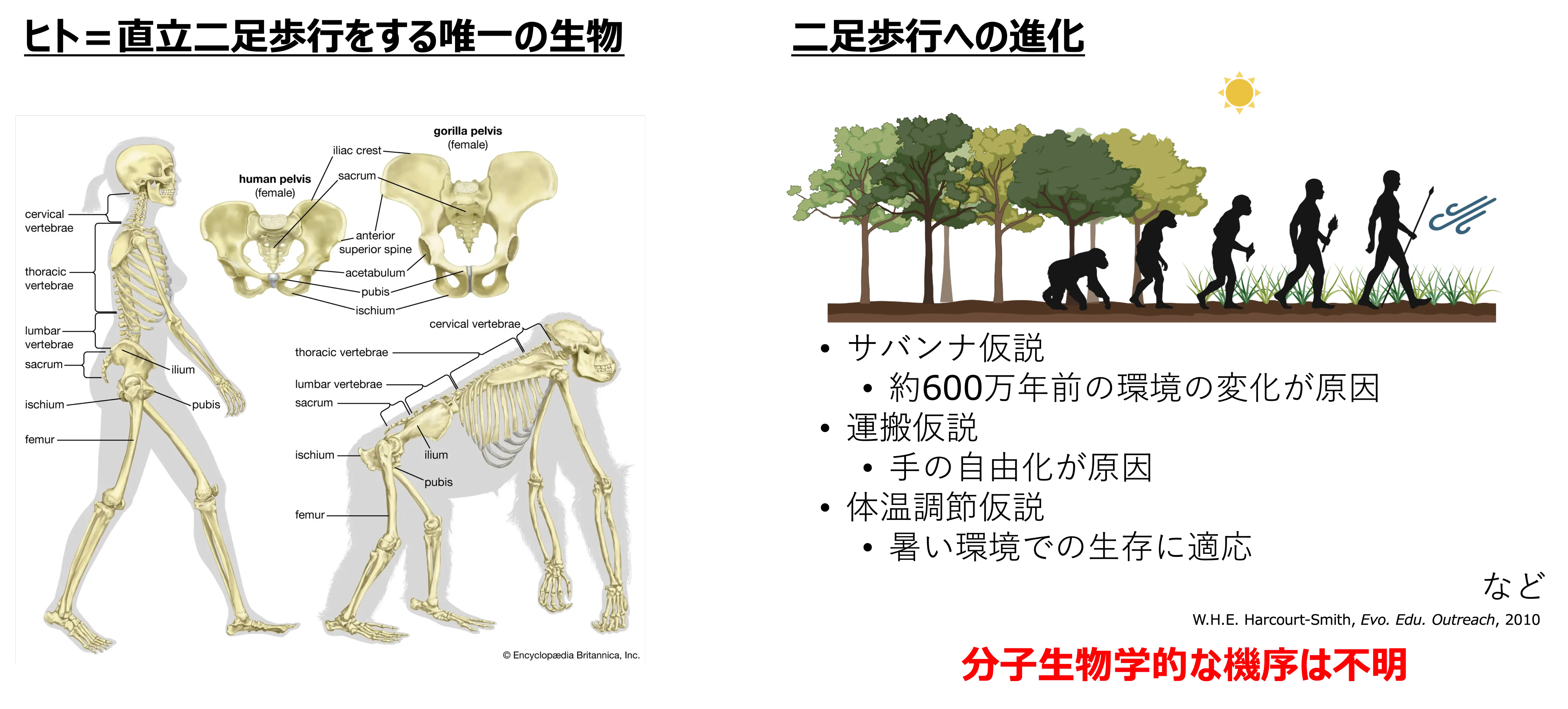 直立二足歩行とヒト特異的lncRNAに関する研究背景
